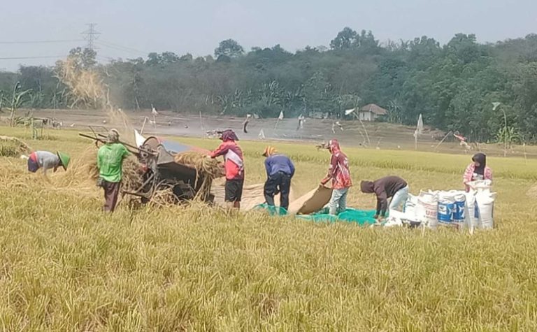 Konsumsi Meningkat, Surplus Beras Lampung Turun 7,38 Persen dalam 5 Tahun - 11