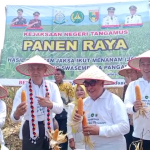 panen raya jagung