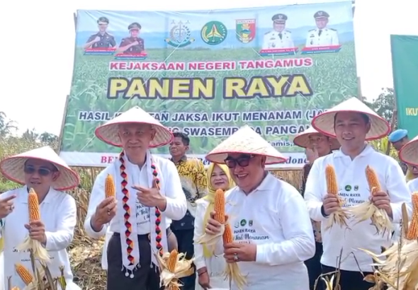 panen raya jagung