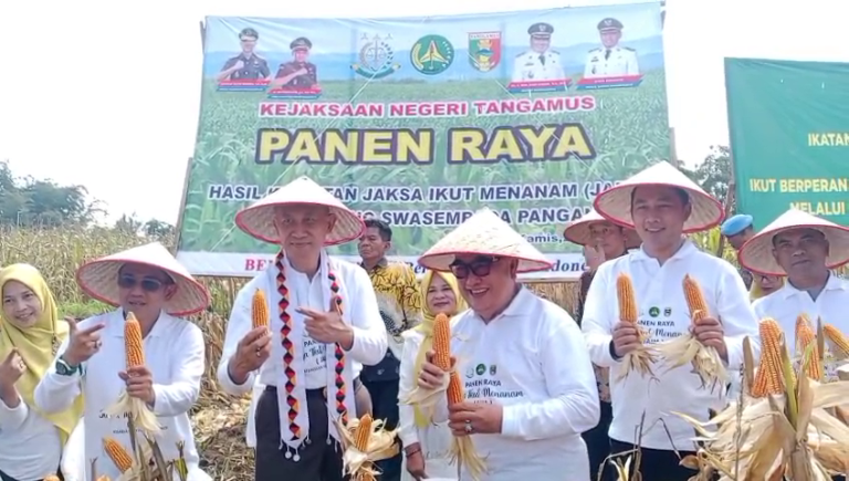 panen raya jagung